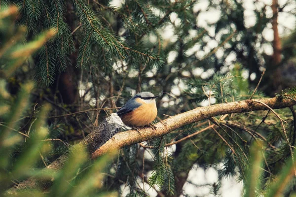 Europese Robin Redbreast Vogel Zittend Vertakking Van Beslissingsstructuur Helemaal Alleen — Stockfoto