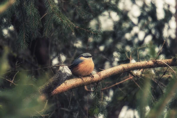 European Robin Redbreast Bird Sitting Tree Branch All Alone Winter — Stock Photo, Image