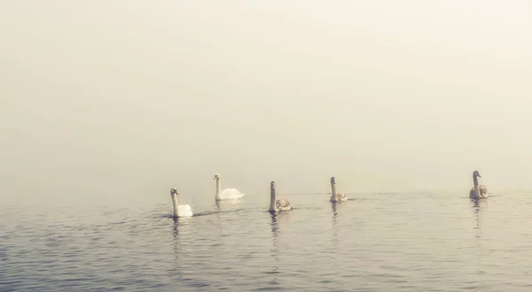 Cygne Dans Lac Brumeux Traunsee Gmunden Salzkammergut — Photo