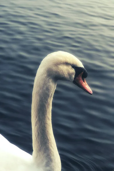 湖上一只白天鹅的肖像 — 图库照片