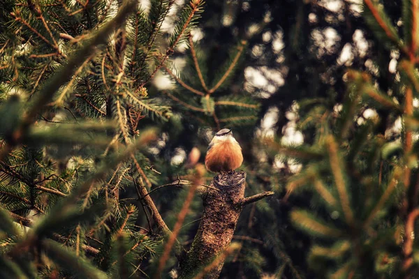Europeu Robin Redbreast Pássaro Sentado Galho Árvore Sozinho Durante Inverno — Fotografia de Stock