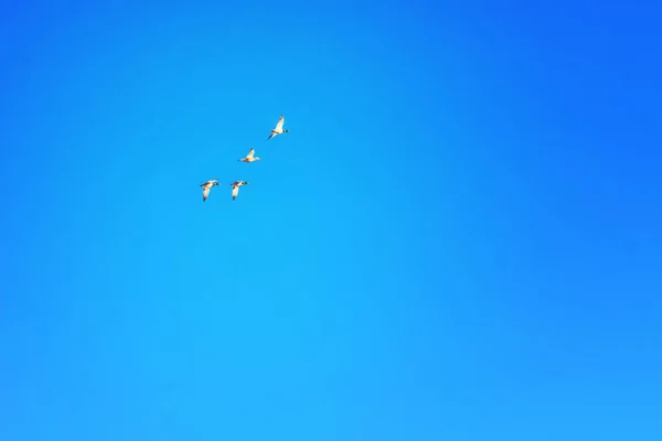 Wild Ducks Fly Formation Blue Sky — Stock Photo, Image