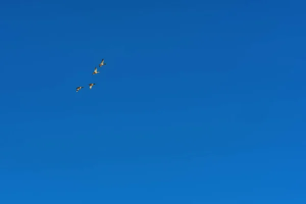 Wildenten Fliegen Formation Gegen Blauen Himmel — Stockfoto
