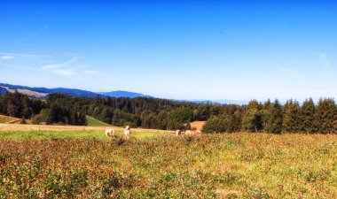 Atları ile yaz alan gökyüzü temizleyin