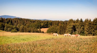 bir at, çam ağaçları ve tepelerde Schwarzwald, Baden Wurttemberg, Almanya ile güzel sahne