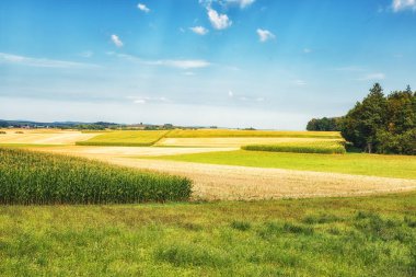 Güzel buğday, buğday ve Mısır alanları, Almanya'nın Farmlandscape