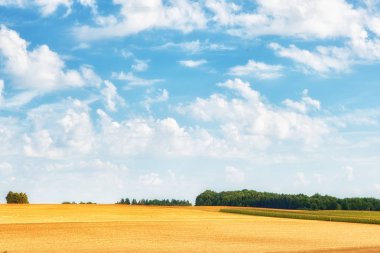 Güzel buğday, buğday ve Mısır alanları, Almanya'nın Farmlandscape