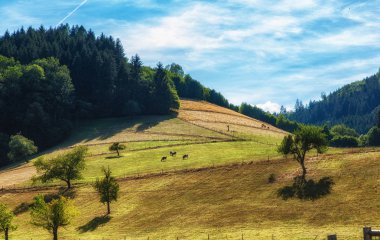 Bir yaz gününde Schwarzwald (Kara Orman) manzara