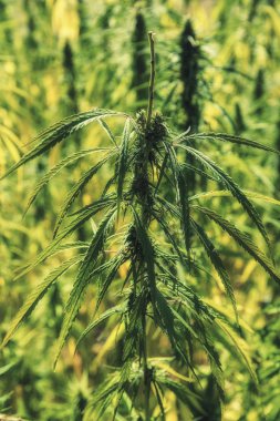 Esrar esrar bitki yaprakları