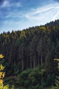 Bir yaz gününde Schwarzwald (Kara Orman) manzara