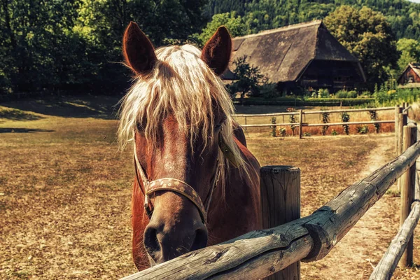 Paard Het Traditionele Zwarte Woud Boerderij Duitsland — Stockfoto