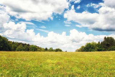 Uzun çim mavi gökyüzü ufukta ağaçları ile alan