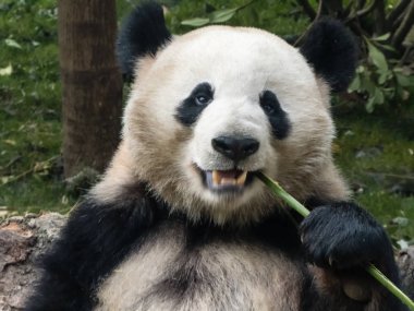 Hungry giant panda bear eating bamboo clipart