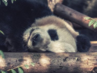 Bir ağaç, Chengdu araştırma Bankası, Dev Panda yetiştirme, Çin Panda uyur.