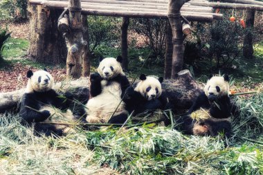 Dev Panda, Ailuropoda melanoleuca Panda yetiştirme ve Araştırma Merkezi, Chengdu Prc, Halk Cumhuriyeti Çin, Asya