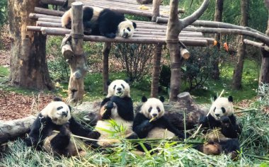 Giant Panda, Ailuropoda melanoleuca Panda Breeding and research centre, Chengdu PRC, People's Republic of China, Asia clipart