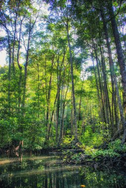 Mangrove üzerinde apo Adası