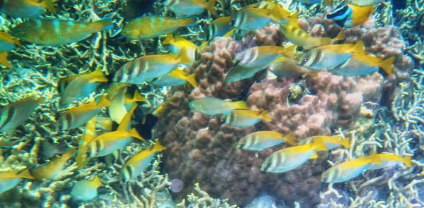 Filipiny Palawan Coron wyspa snorkeling podwodne. — Zdjęcie stockowe