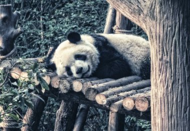 Dev Panda dinlenme