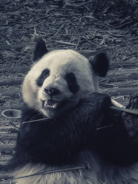 Panda Velká medvěd jíst bambus — Stock fotografie