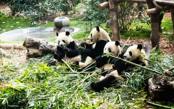 Bambu yiyen dev pandalar 