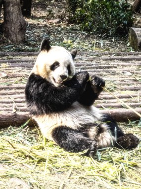 Dev Panda, Ailuropoda melanoleuca, Panda Araştırma Üssü, Che