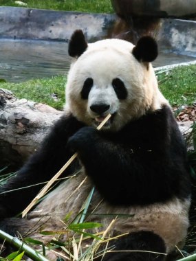 Bambu yiyen dev panda ayısı