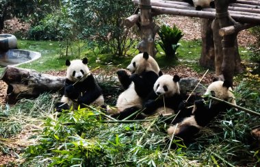 Bambu yiyen dev pandalar 
