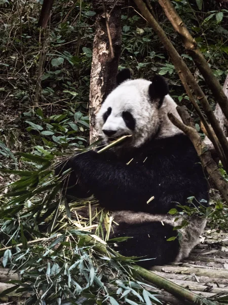 Giant Panda, Ailuropoda melanoleuca, at Panda Research Base, Che