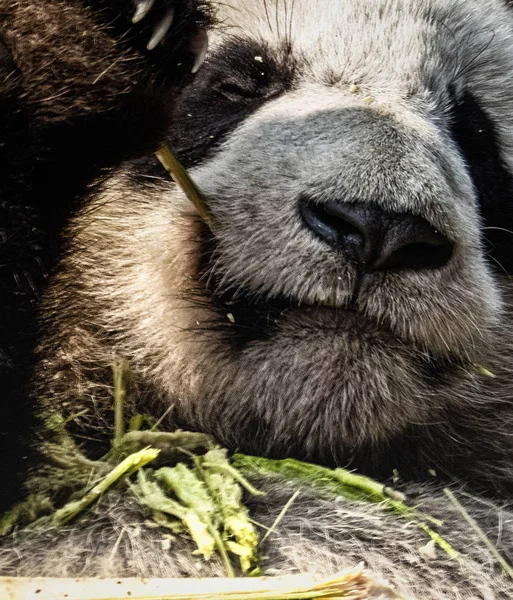 Гігантський панда, Айвепода меланолелука, на базі досліджень панда, Че — стокове фото