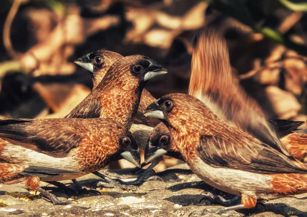 スズメの鳥のクローズアップ — ストック写真