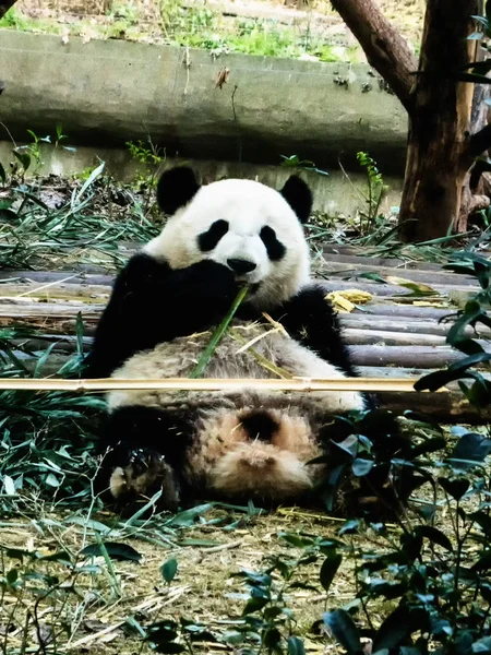 Гигантские панды едят бамбук — стоковое фото