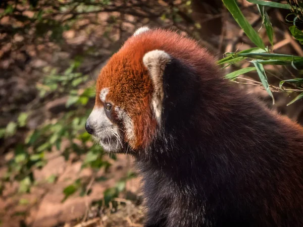 Retrato de un panda rojo . — Foto de Stock