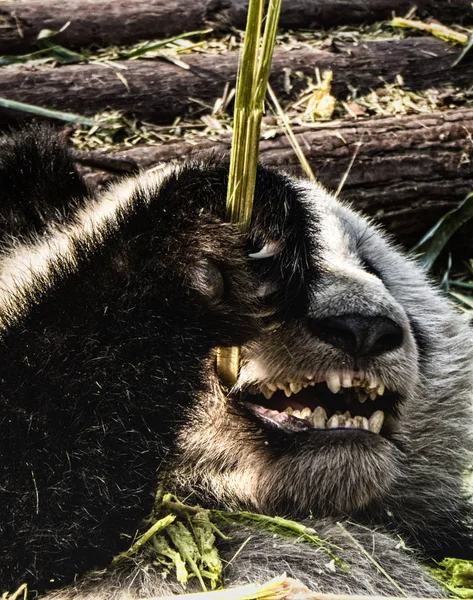 Giant Panda, Ailuropoda melanoleuca, στην ερευνητική βάση Panda, CHE — Φωτογραφία Αρχείου