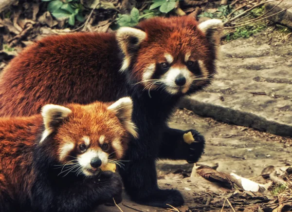 Red panda — Zdjęcie stockowe