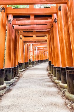 Fushimi Inari taisha tapınak torii gates Kyoto, Japonya.