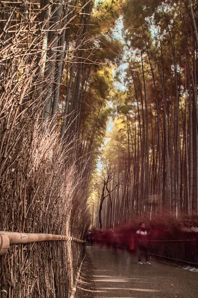 Camino a través de árboles de bambú, Japón — Foto de Stock