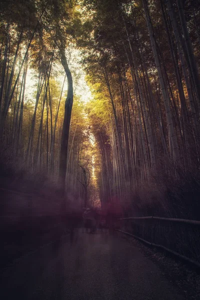 Caminho através de árvores de bambu, Japão — Fotografia de Stock