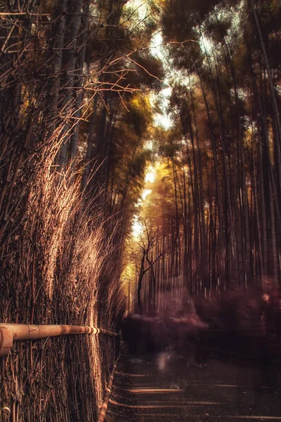 穿过竹树的路径，日本 — 图库照片