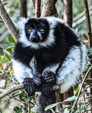 Indri veya Babakoto (Indri indri), Madagaskar, Afrika