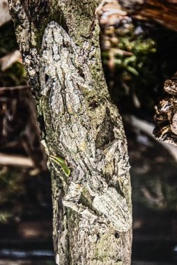 yaprak kuyruklu gecko 