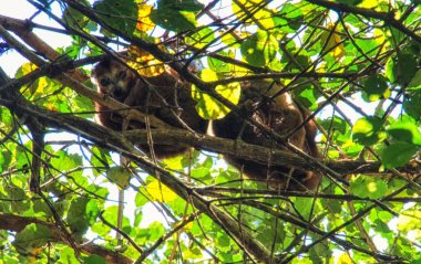 Gece Ankarana sportif Lemur, Madagascar 