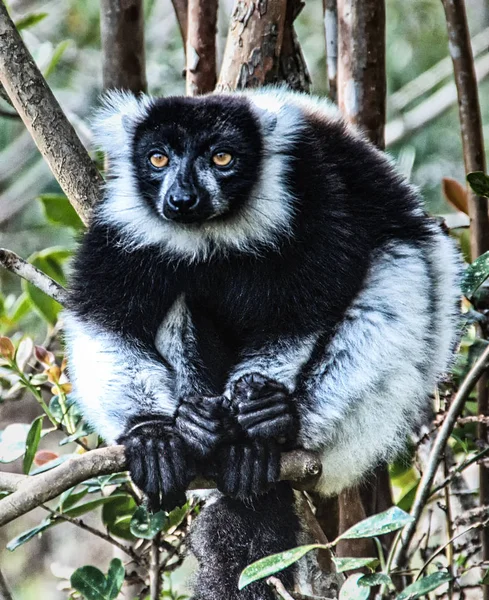Indri or Babakoto (Indri indri), Madagascar, Africa — Stock Photo, Image