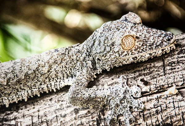 Yaprak kuyruklu gecko — Stok fotoğraf