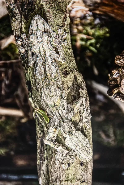 Листохвостый геккон — стоковое фото