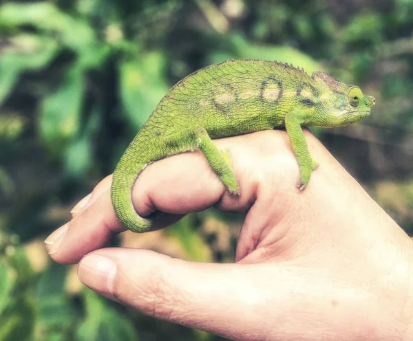 Green chameleon on the hand of a man — Stock Photo, Image