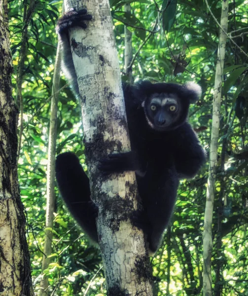 Indri o Babakoto (Indri indri), Madagascar, Africa — Foto Stock