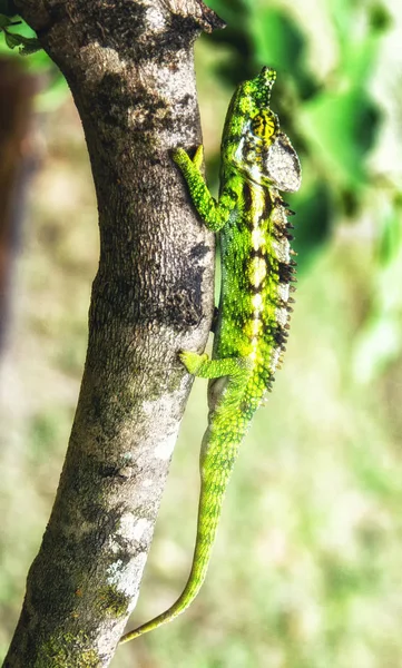 Bukalemunlar Madagaskar'da endemiktir.. — Stok fotoğraf