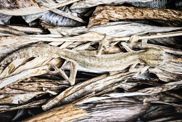 Gecko de cola de hoja — Foto de Stock