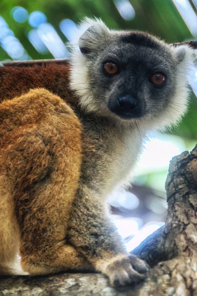 Lémure-de-cauda-anelada, Lemur catta . — Fotografia de Stock